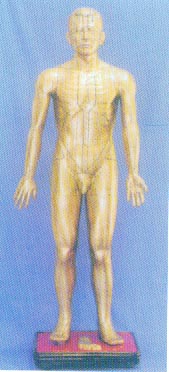 人体针灸模型|针灸铜人
