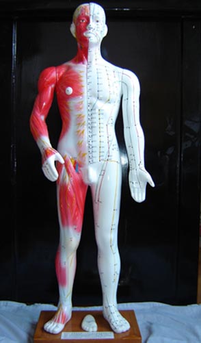 中医人体针灸穴位模型|半皮肤人体针灸模型（十四经穴模型68CM）
