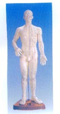 针灸穴位模型|人体针灸模型（全皮肤、半皮肤60CM）