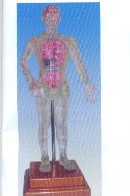 针灸模型|透明人体针灸模型（透明可见内脏针灸穴位模型50CM）