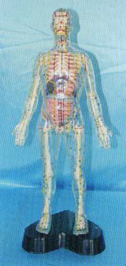 人体针灸模型|透明人体针灸模型