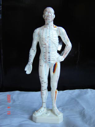 人体针灸模型|｜针灸穴位模型｜人体针灸经穴奇穴模型(26CM)