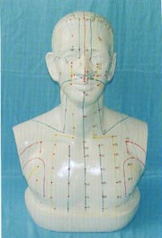针灸模型|大型人体头部针灸穴位模型（头部四功能针灸腧穴模型）