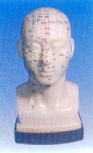 中医针灸模型|人体头部针灸穴位模型（头部四功能针灸腧穴模型20CM）