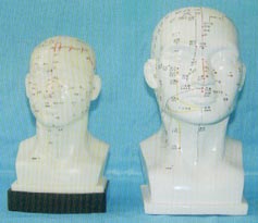 人体针灸模型|人体头部针灸穴位模型（头部四功能针灸腧穴模型22CM）