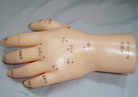 人体针灸模型|手部保健反射区模型（按摩手模型）