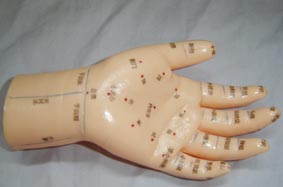 针灸模型|手部保健反射区手针穴模型（按摩手模型）