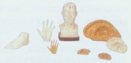 针灸教学模型|耳针灸模型