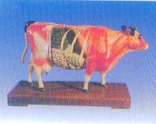 针灸模型|动物针灸模型(牛体针灸教学模型)