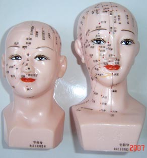 针灸教学模型|女性人体头部针灸穴位模型（女头针穴模型）