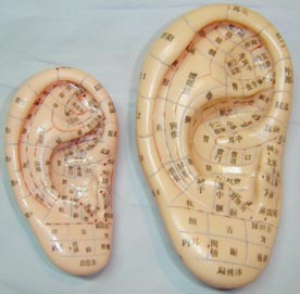 人体针灸模型|人体针灸模型（耳针穴模型.耳针穴位模型13CM）