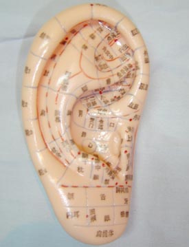 中医针灸模型|人体针灸模型（耳针穴模型.耳针穴位模型17CM）