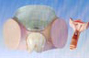 计生操作实习模型|避孕药具操作实习教学模型