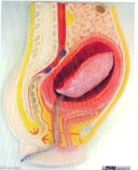 计划生育培训操作实习模型|胎盘剥离模型