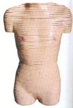 医学影像诊断模型|女性躯干横断断层解剖模型