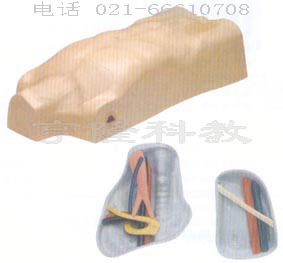 护理模型|中心静脉注射穿刺躯干训练模型