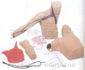 护理模型|外周穿刺、中心静脉穿刺插管模型