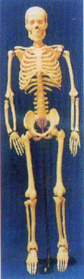人体解剖模型|85CM人体骨骼模型
