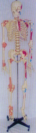 解剖模型|168CM高人体骨骼右关节韧带左边肌肉着色并编码模型