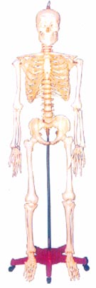 人体骨骼模型|128CM人体骨骼模型