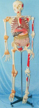 人体解剖模型|168CM肌肉着色、关节韧带、内脏等人体骨骼模型