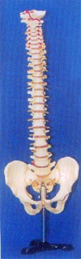 人体解剖模型|大型硬脊椎带盆骨整体模型