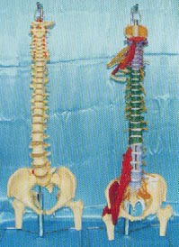 骨骼解剖模型|大型软脊椎挂座豪华模型、多功能软脊椎综合演示模型