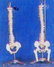 人体解剖模型|小型硬(软)脊椎带盆骨、半腿骨挂座豪华模型