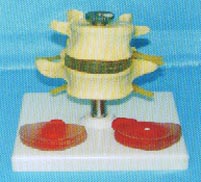 人体骨骼模型|腰椎带三个病变椎间盘比较模型