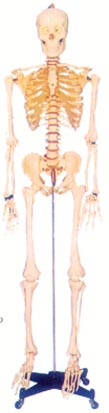 骨骼解剖模型|168CM人体骨骼模型(男、女)