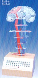 电动医学教学模型|中枢神经传导电动模型