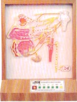 电动医教模型｜头部自主神经分布电动模型