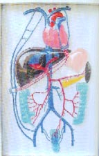 医学教学模型｜门静脉侧支循环电动模型