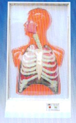 电动医学教学模型｜人体呼吸运动电动模型