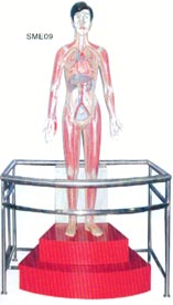 电动医学教学模型｜微电脑人体心动周期与大.小循环演示模型