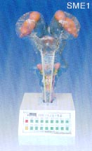 电动教学模型｜电动脑干模型(I型)