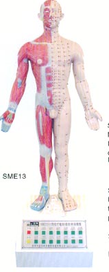 电动医学教学模型｜十四经穴针灸电动模型（语音提示）