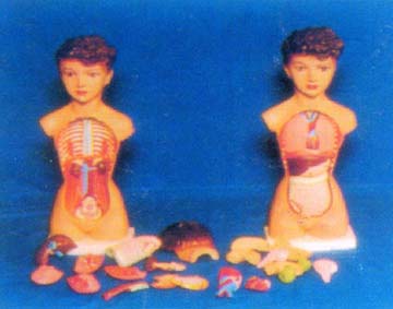 人体躯干模型|32CM女性彩色躯干模型