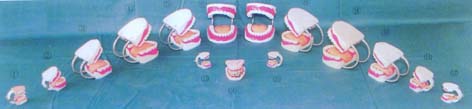 牙解剖模型|中型护理牙带舌头带牙刷模型