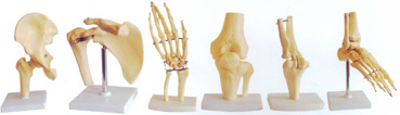 解剖教学模型|肩关节-肘关节-手关节-髋关节-膝关节-脚关节模型