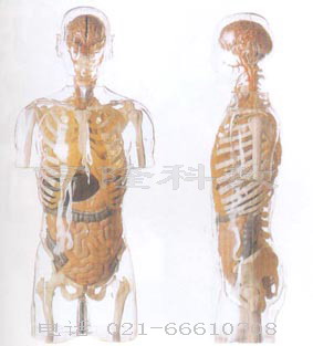 人体医学模型|透明半身躯干附内脏模型