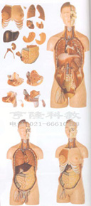 医学教学模型|男性、女性外两性互换人体头颈躯干模型