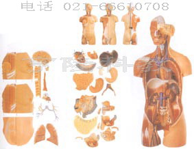 高级解剖模型|男、女性两性互换肌肉内脏背部开放式头颈躯干模型