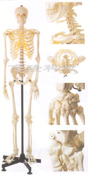 解剖模型|女性全身骨骼模型