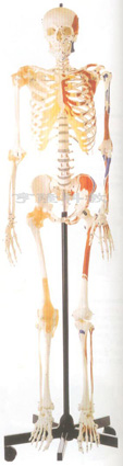 医学教学模型|男性全身骨骼附半边肌肉着色附韧带模型