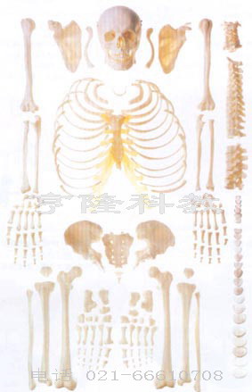 医学解剖模型|人体骨骼散骨模型（游离骨）
