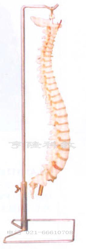 人体解剖模型|脊柱与骨盆模型