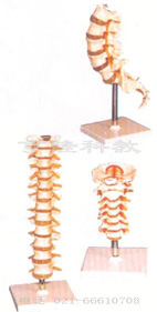 人体解剖模型|腰椎模型