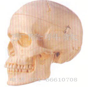 医学模型|成人头颅骨模型