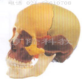 解剖模型|成人头颅骨骨性着色模型